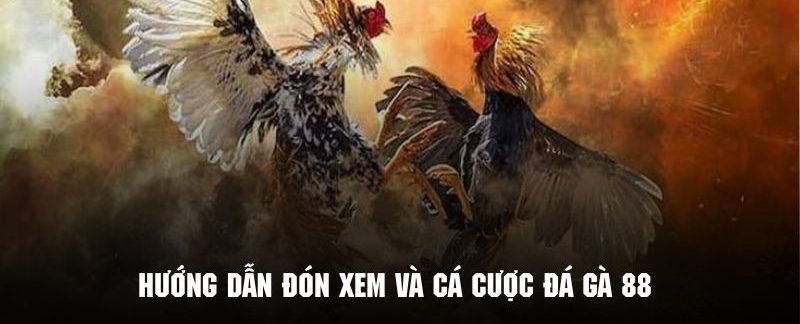 Thao tác đón xem những trận đá gà cực kỳ hấp dẫn tại 789win